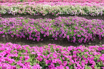 field of flowers