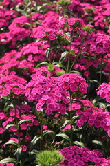 Fototapeta premium pink flowers in a garden