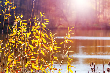 Shoots of trees with yellow leaves by the river on a sunny day in autumn - obrazy, fototapety, plakaty
