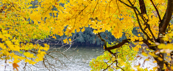 Maple with yellow leaves by the river in autumn. Golden autumn in the forest