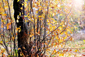 A tree with young shoots in the forest in the fall. Yellow autumn leaves on a tree