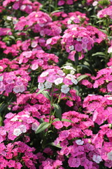 pink flowers in a garden