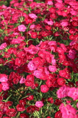 pink flowers in a garden