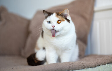 Fototapeta na wymiar Witzige Katzenfotos Britisch Kurzhaar Katze zeigt Zunge und zieht Grimasse