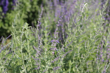 lavender in the field