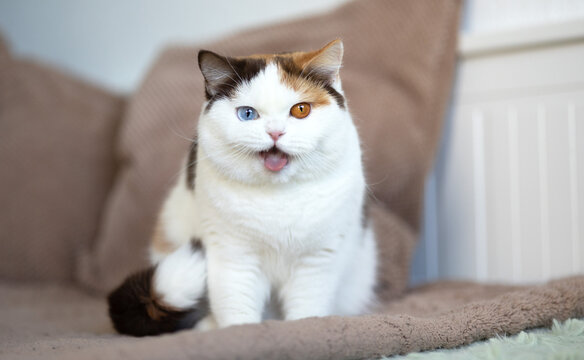 Witzige Katzenfotos Britisch Kurzhaar Katze zeigt Zunge und zieht Grimasse