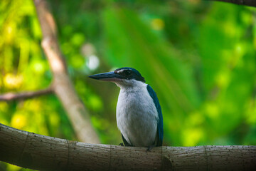 King fisher
