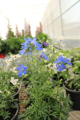 flowers in a greenhouse