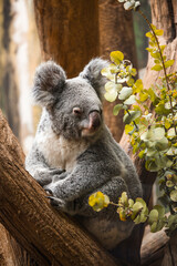 Koala auf einer Astgabel umringt von Eukalyptus © Martin