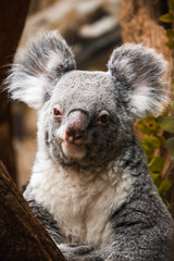Koala auf einer Astgabel umringt von Eukalyptus