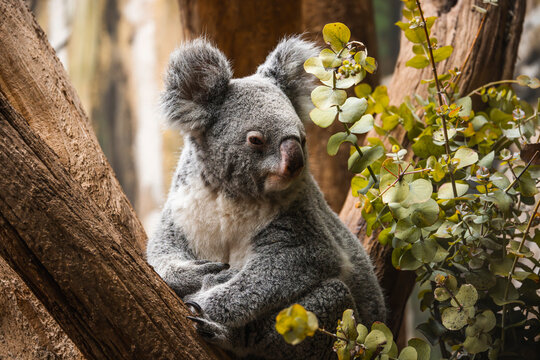 Koala auf einer Astgabel umringt von Eukalyptus