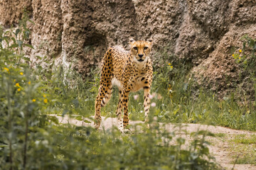 Leopard im grünen gras