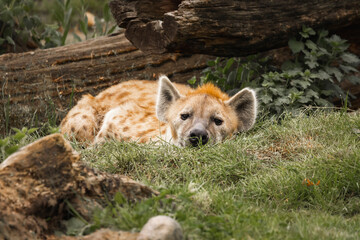 Tüpfelhyäne kurz vorm Einschlafen