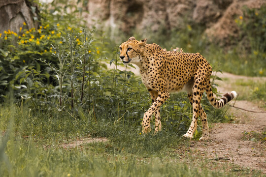 Leopard im grünen gras