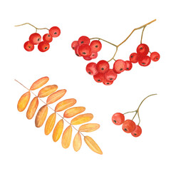 Watercolor illustration with leaves and branches of mountain ash.