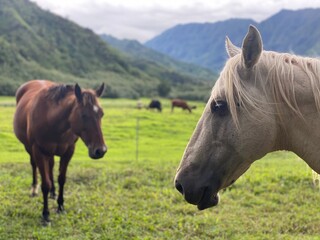 Hawaii mountains with horse pasture. Unique photo with free grazing horses in Hawaii by the road. ...