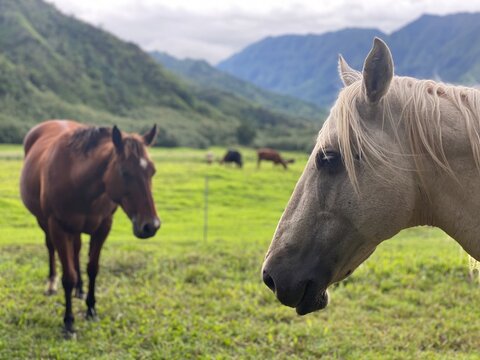 Hawaii mountains with horse pasture. Unique photo with free grazing horses in Hawaii by the road.  Palomino horse portrait and bay gelding photo. 
