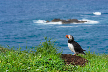Atlantic puffin on the isle of Lunga in Scotland. The puffins breed on Lunga, a small island of the coast of Mull.