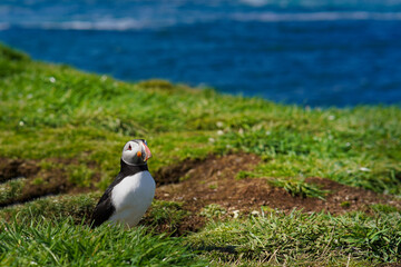 Atlantic puffin on the isle of Lunga in Scotland. The puffins breed on Lunga, a small island of the coast of Mull.