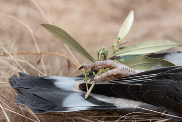 Detail of a dead pigeon holding an olive branch in its claws. The dove lies on its back on the...