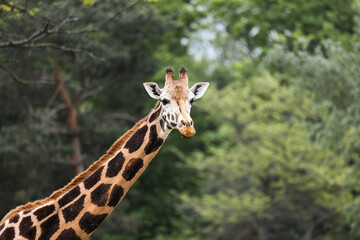 Giraffe