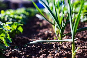 Crops planted in soil get ripe under sun. Cultivated land close up with sprout. Agriculture plant growing in bed row. Green natural food crop