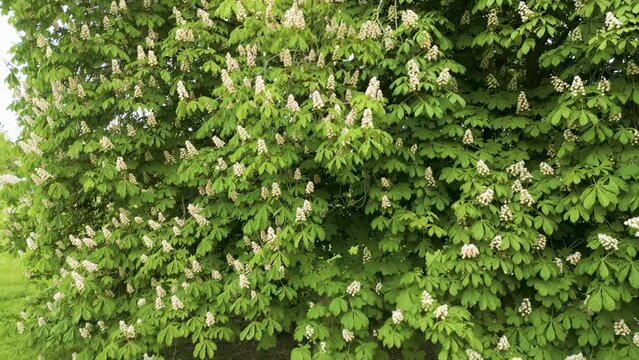 Aerial Ascent of the Majestic European Horse-Chestnut Tree (Aesculus hippocastanum)