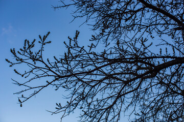 Spiky tree branches against the blue sky. Prickly tree. Tree with thorny branches without leaves