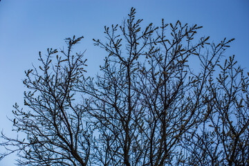 Spiky tree branches against the blue sky. Prickly tree. Tree with thorny branches without leaves