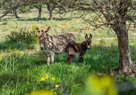 Sardinien: symbiotische Eselstute und Eselfohlen in der freien Natur auf der Weise, Wiese