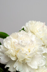 Obraz na płótnie Canvas peonies white flowers in a vase, lush, on a gray background