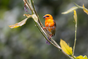 bunter Vogel auf dem Ast