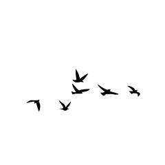 Fototapeta na wymiar Flying bird vector silhouette