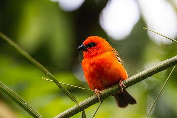 bunter Vogel auf dem Ast