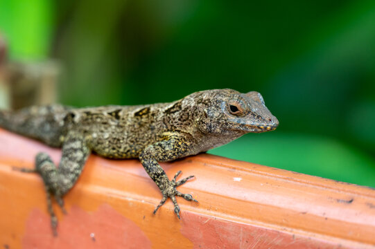 lizard on a wooden railing, on St. Lucia