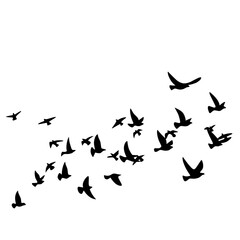 Fototapeta na wymiar Flying bird vector silhouette