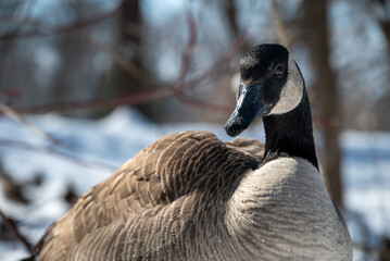 ducks and geese in the nature reserve in Green Bay, wisconsin, usa, march 2023 © Ilia