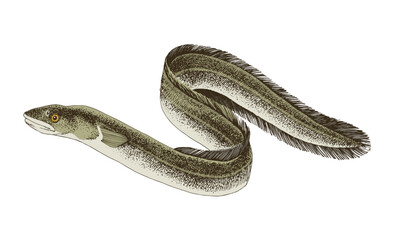 Freshwater Eel. A long fish like a snake