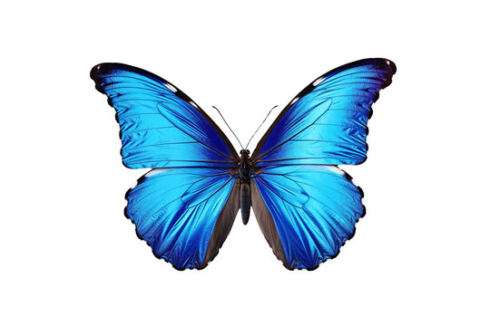 Graceful Flutter: Butterfly on Transparent Background. Generative AI