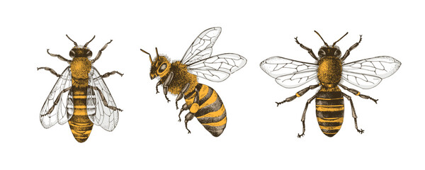 Set of three bees or honeybees