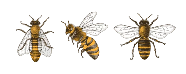 Foto op Plexiglas Set of three bees or honeybees © Marina Gorskaya