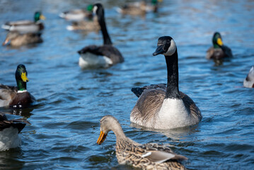ducks and geese in the nature reserve in Green Bay, wisconsin, usa, march 2023 © Ilia