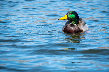 ducks and geese in the nature reserve in Green Bay, wisconsin, usa, march 2023