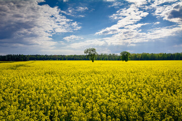 widok na kwitnące pole rzepaku © robert6666