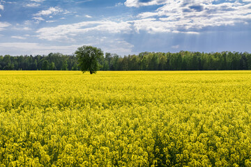 widok na kwitnące pole rzepaku © robert6666