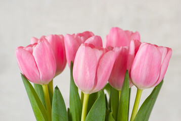 pink tulips close-up on a gray background