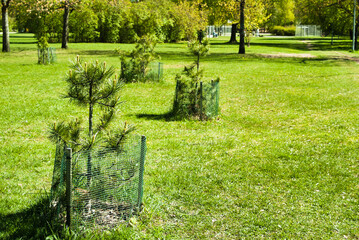 tree seedlings in the park on a green field