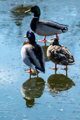ducks and geese in the nature reserve in Green Bay, wisconsin, usa, march 2023