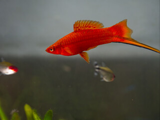Aquarium fish Xiphophorus helleri Red photographed close up with tetras in the background