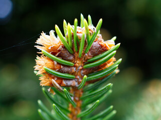 Naklejka na ściany i meble Detail of the tip of a spruce branch with growing small cones